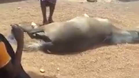 In africa a dying horse gains like after being jumped ova by a virgin lady .its just wonders😯