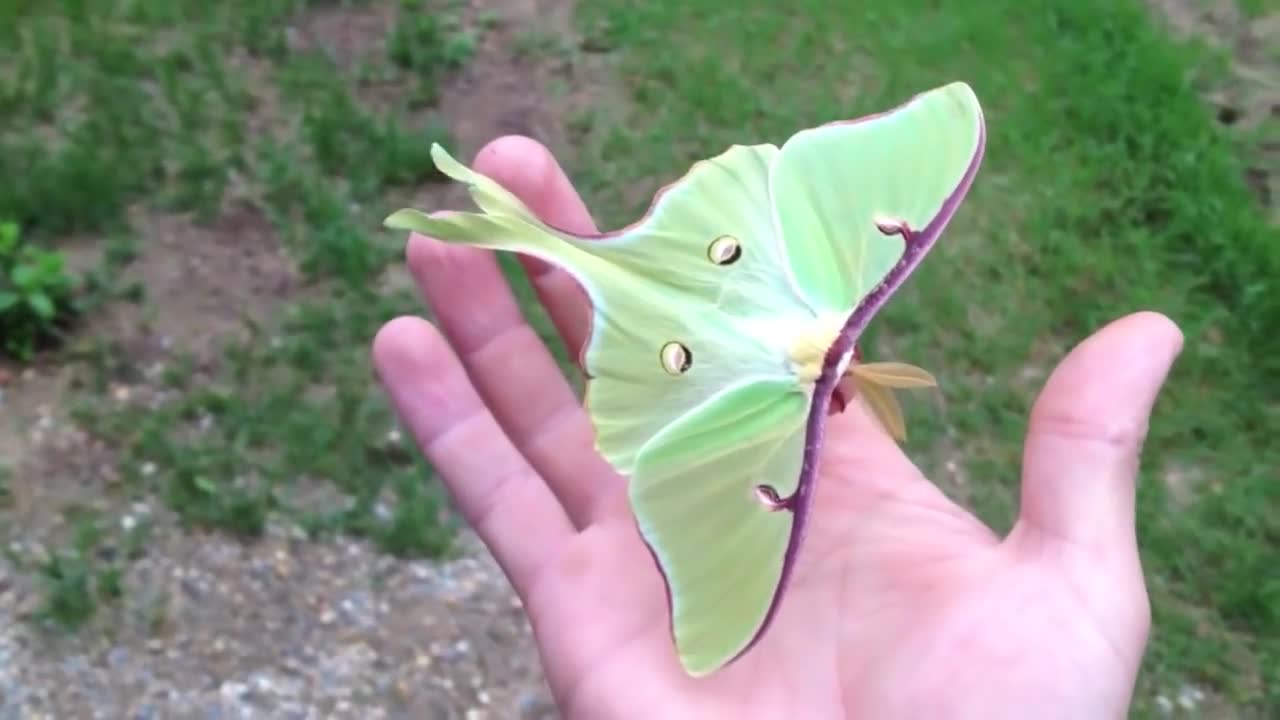 Actias Luna Moth - Green Lunar Moth