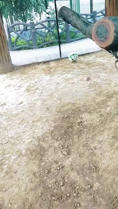 Dogs of different races enjoying meal together.