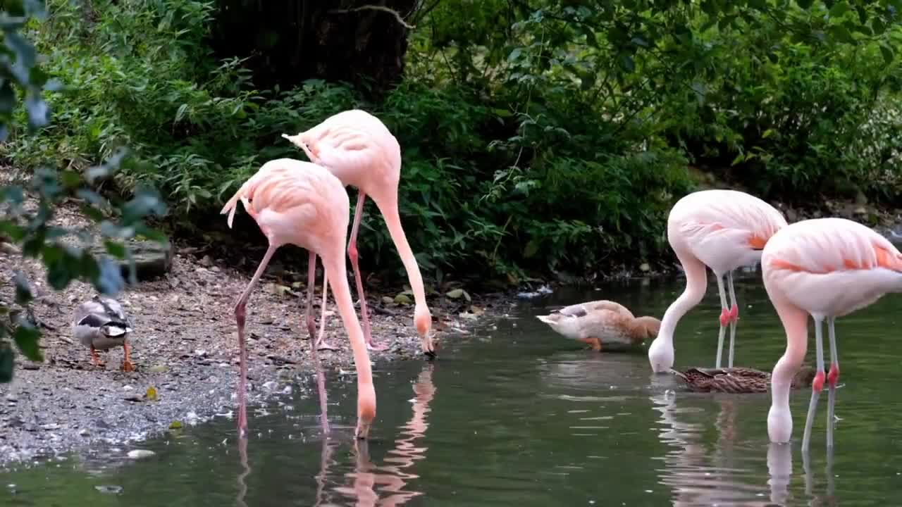 The beauty of nature | Wildlife, Flowers, Birds, Natural Environment | Nature birds