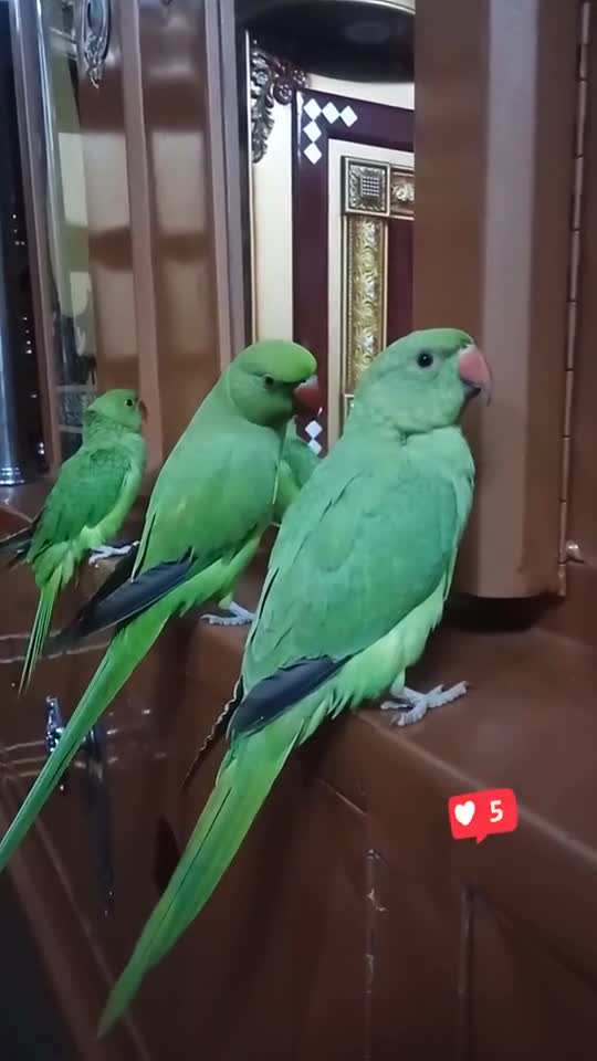 Talking Parrots #UbertainmentFun