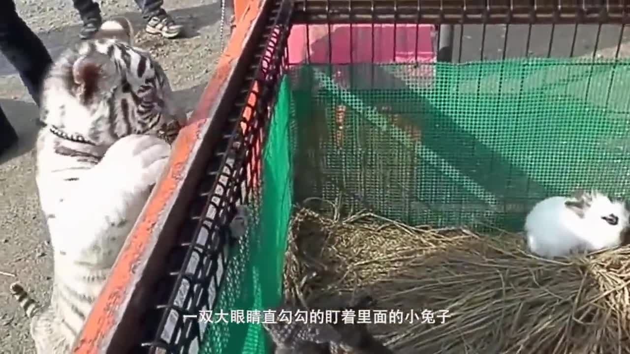 Cute baby wear tiger costume to the zoo