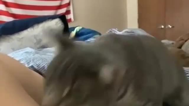 Cat Funny Videos...( The little vampire caught .... 😂🔥) #shorts#catlove#love