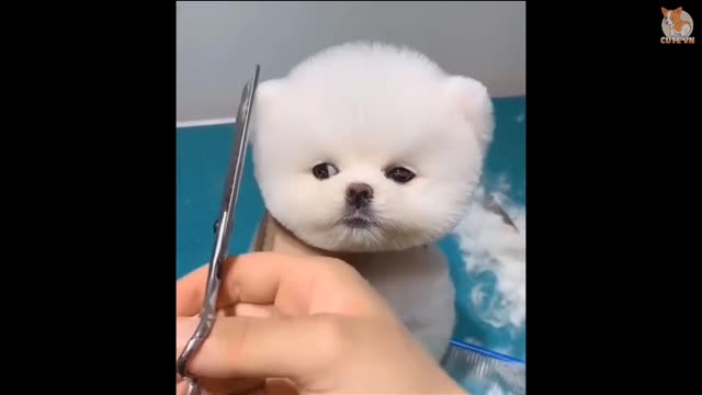 Cute puppies