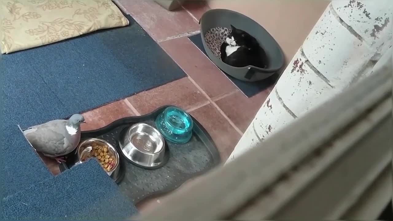 Bird steals cat food while cat sleeps