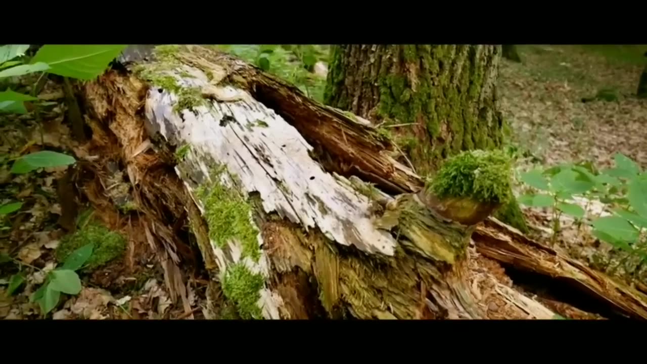 Nature Bird || Bambo Flute|| Morning relaxing Music