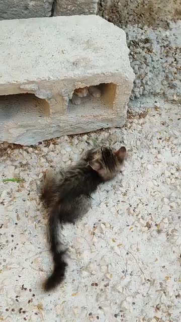 Two cute cats fun🐱🐱🐱