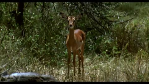 Cheetah vs Impala