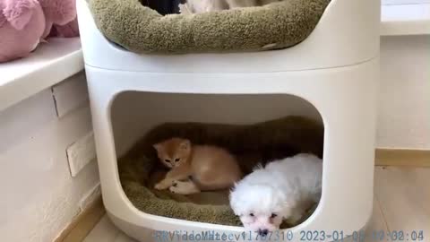 Mom cat is surprised that her baby kitten is sleeping next to the puppy for the first time