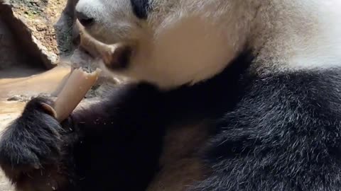 Cute Panda bamboo eating sounds