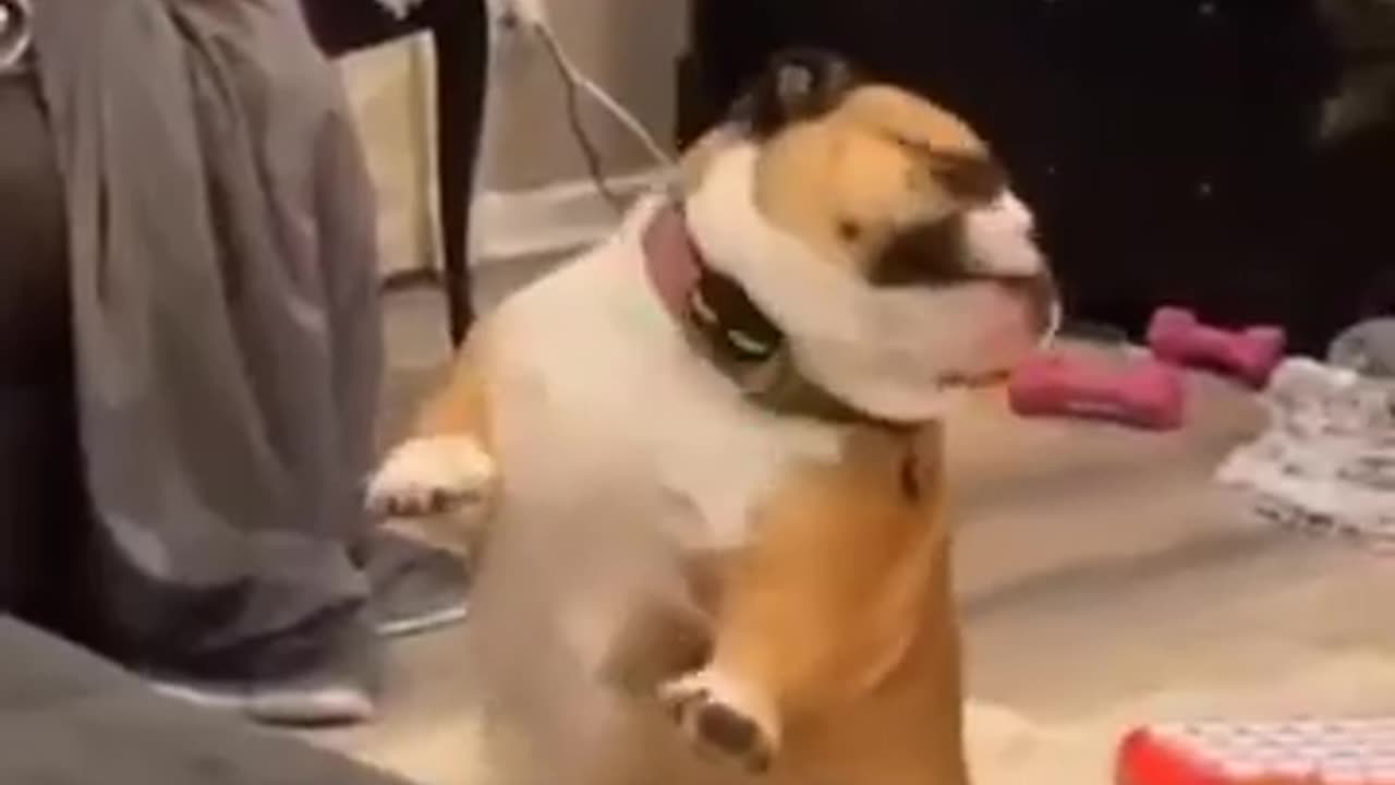 Dancing dog playing beautiful