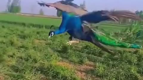 peacock