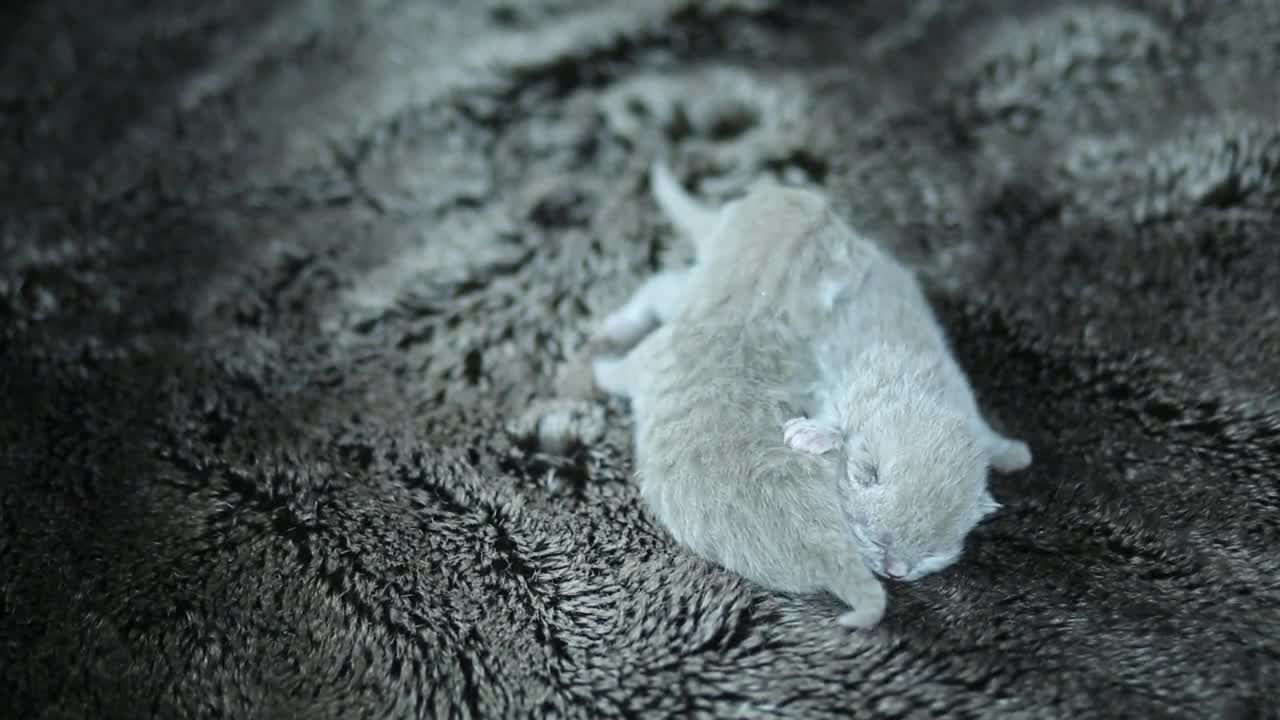 British Longhair kittens