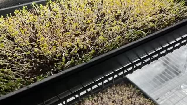 Microgreens under HLG beams