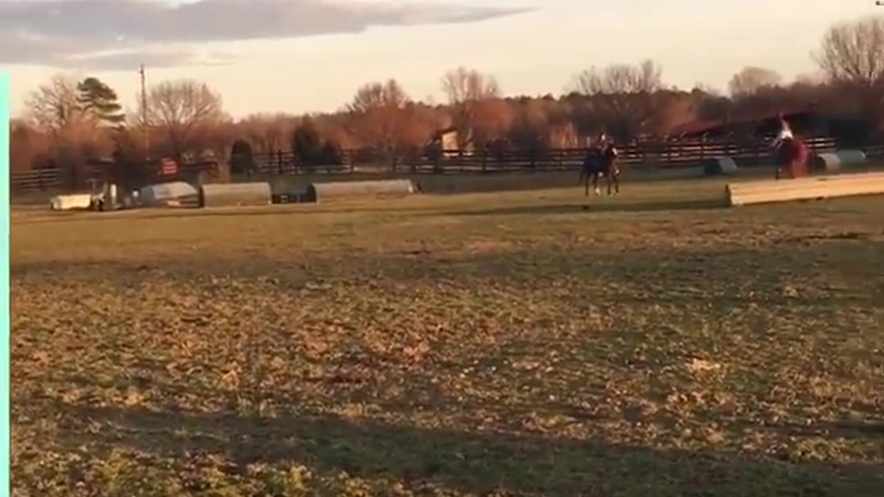 Funny Horses doing silly things