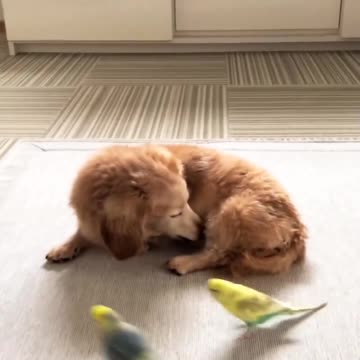 Beautiful dog and parrots dance