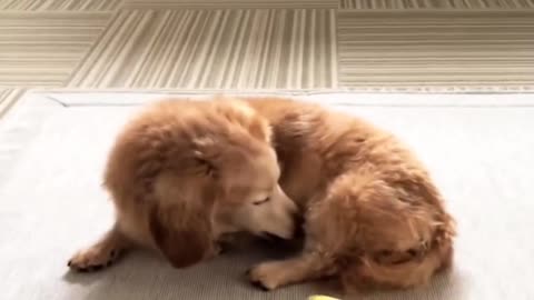 Beautiful dog and parrots dance