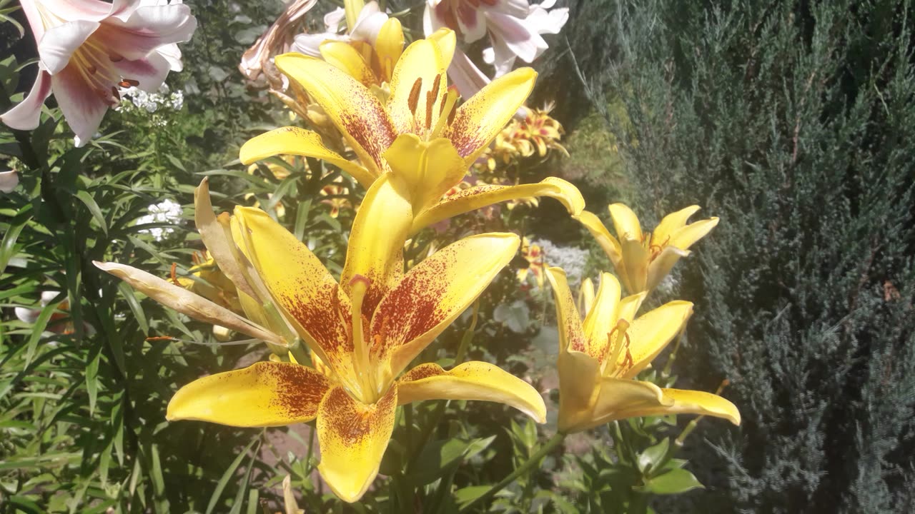 Lilies