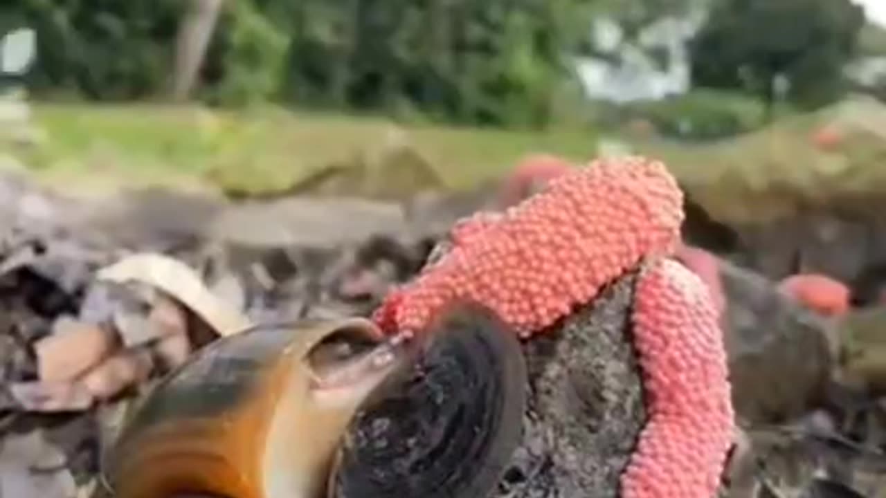 Snail laying eggs