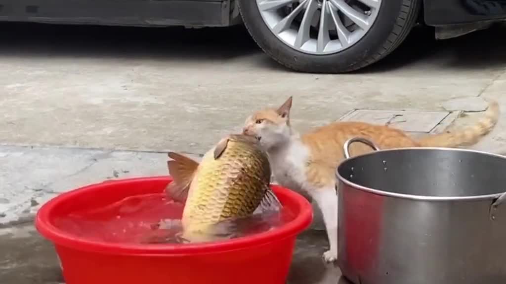 Like a cat in an old alley, I am free, but have no home.