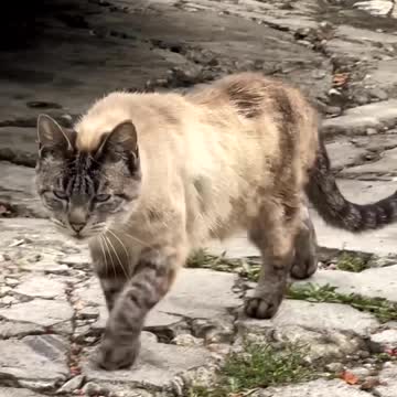 Cat Babaji Aram She Gaden Mein Chalte Huye.