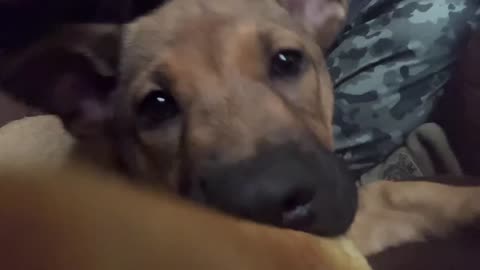 cute puppy