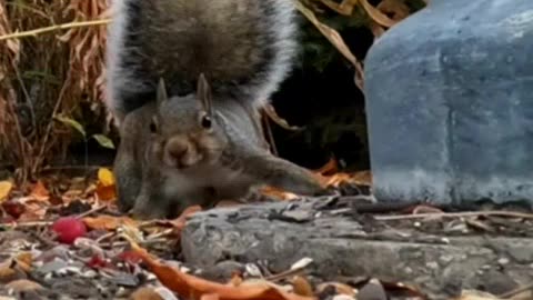 Skittish Squirrel #shorts #squirrel #cutesquirrel #cuteanimals