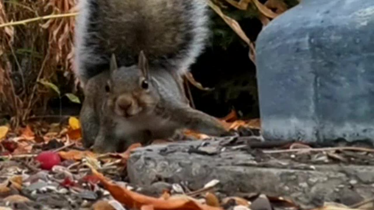 Skittish Squirrel #shorts #squirrel #cutesquirrel #cuteanimals