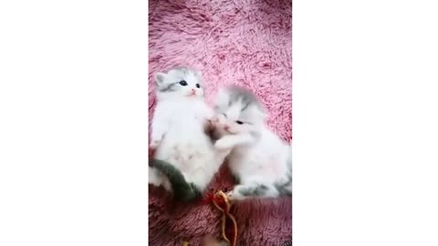 Cute - Baby Cats ❤️ Best Cute and Funny Cat Videos #2