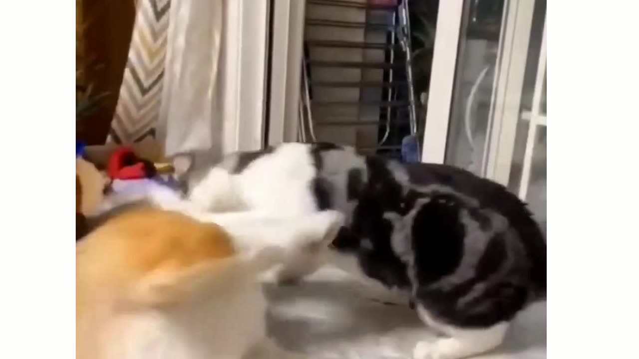 Funny video 😂 dog and cat 🐈 🐕