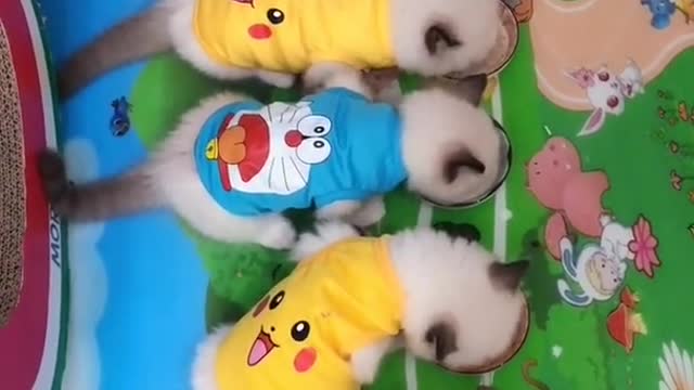 OMG So Cute Cats ♥ Best Funny Cat ❤️🐈Videos 2021 #shorts