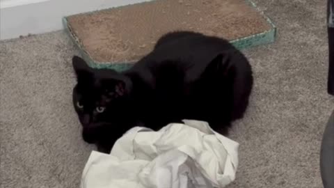 Adopting a Cat from a Shelter Vlog - Cute Precious Piper Guards the Packing Material #shorts
