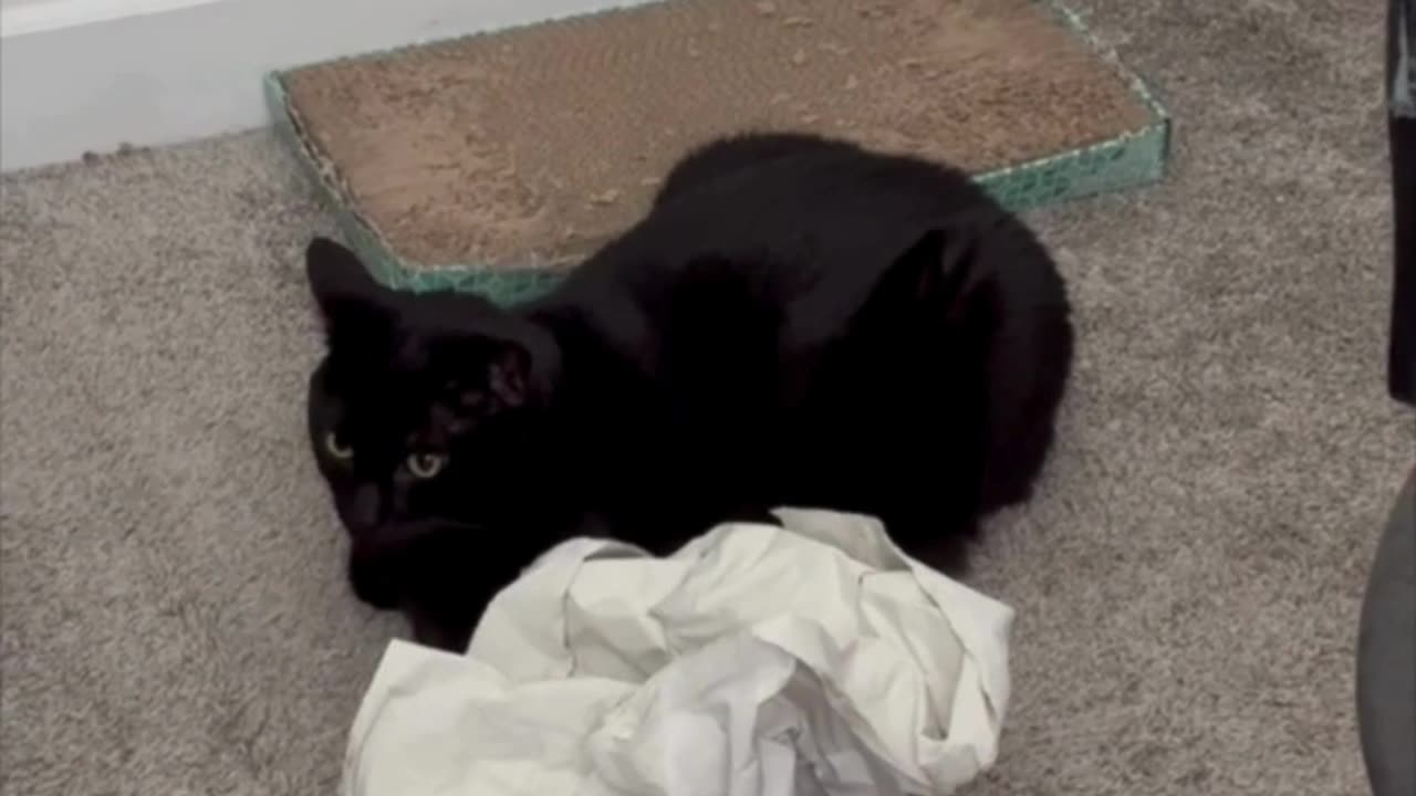 Adopting a Cat from a Shelter Vlog - Cute Precious Piper Guards the Packing Material #shorts