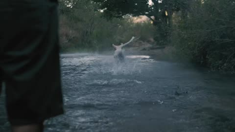 Dog catches a ball in a river❤️