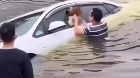 How to SAVE a DOG From a SINKING CAR