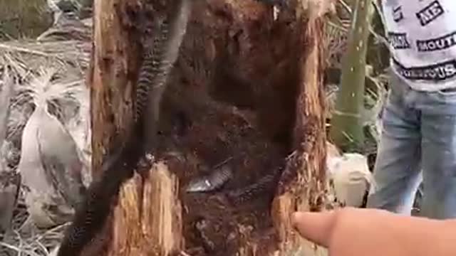 A young man catches a snake inside a tree, but something unexpected happens 😱