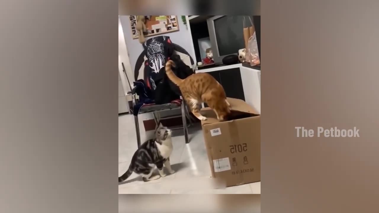 Funniest Animals 2023 😂 Funniest Cats and Dogs