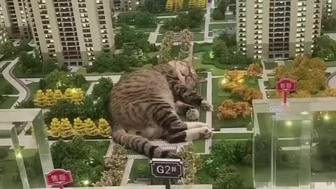 Funny animals 2023😺 funniest prank animal cat and dogs