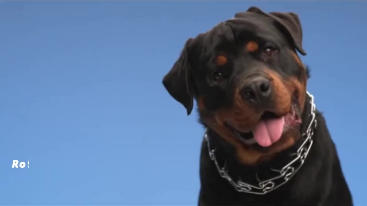 Rottweiler Are Not a family dog_Myth or truthAli Pets Hub