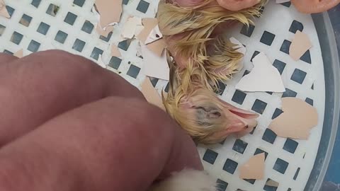 Helping Baby Chicks To Exit Egg