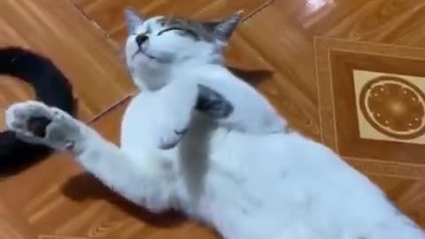 Cat funny videos