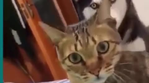 Cats - Dogs Fighting very funny - Short clips hub