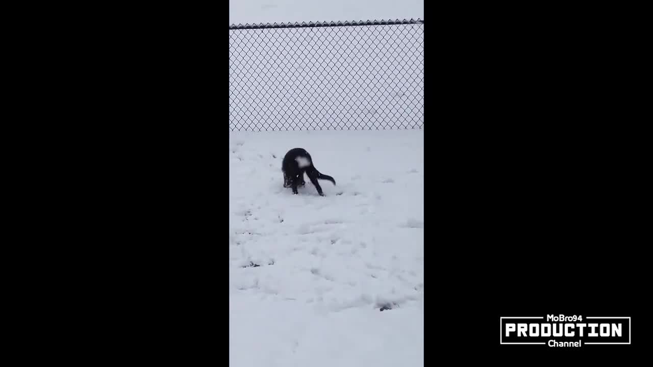 Dog play outside