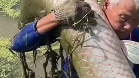 Old Fish Fight 😲