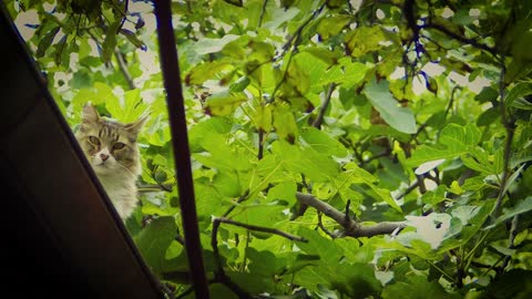 WILD CAT IN THE FIG TREE