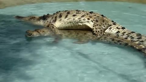 Crocodile sex