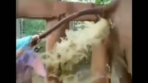 Funny Video 😄😄😄