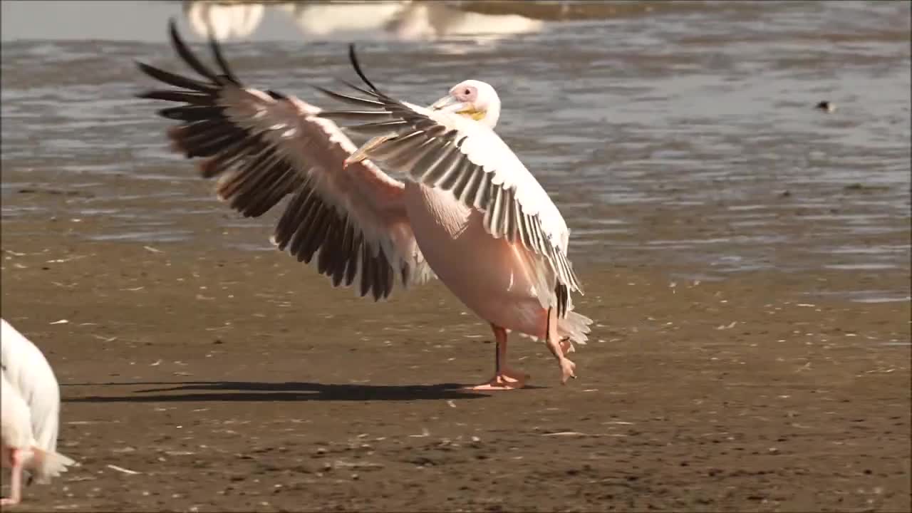 Great white pelican, Lake Nakuru, Kenya Oct 2022