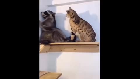 animal funny videos