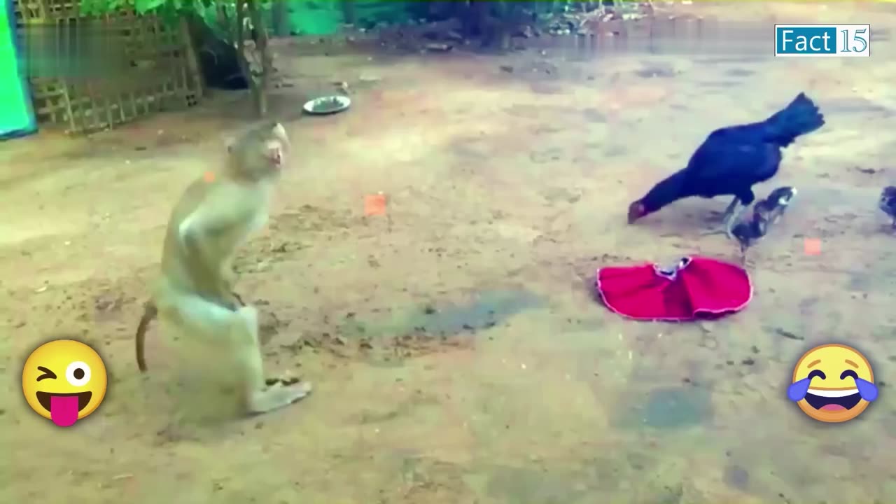 MonkeyGoneMad###